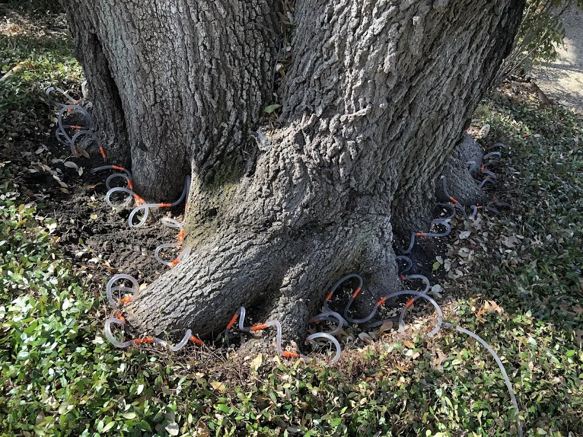 Detailed Tree Cabling and Bracing job site in Emmetsburg