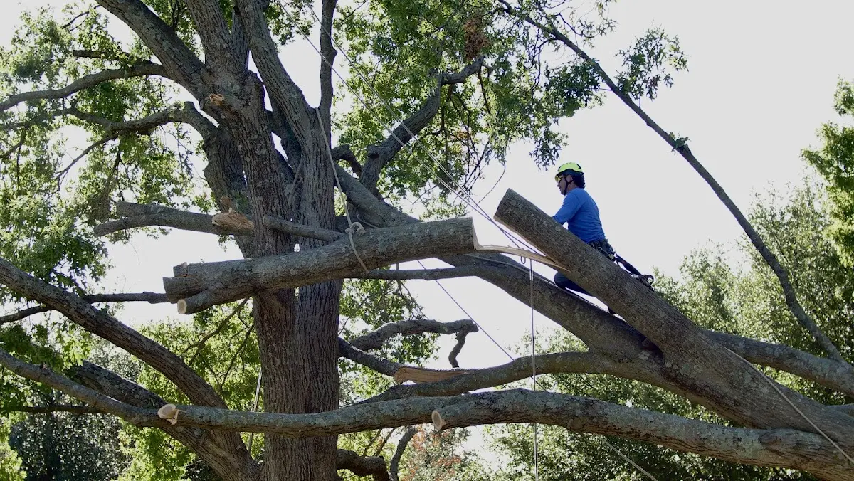 Professional Crown Thinning performed by certified arborists in Emmetsburg