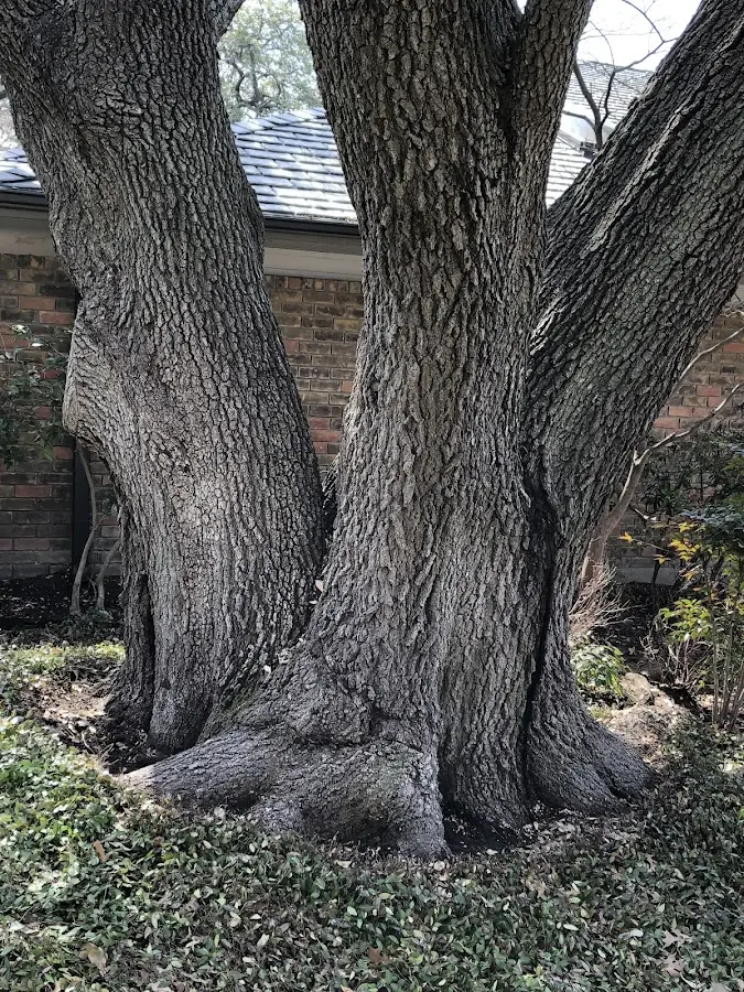 Mature heritage tree close to a Emmetsburg property cared for by certified arborists